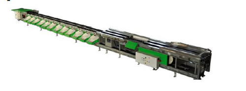 Linea De Calibrado Y Selección Aguacate